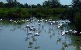 die rosaroten Flamingos direkt vom Haus aus zu sehen